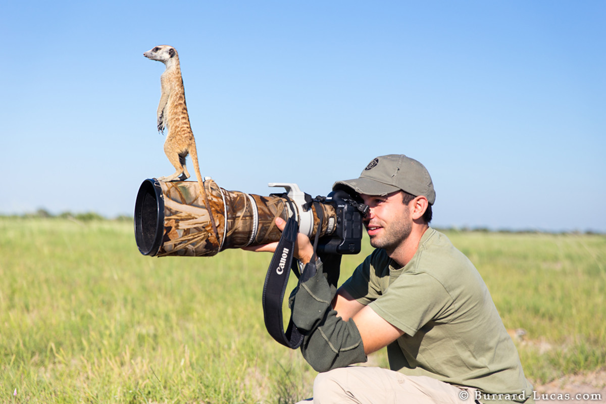 Meerkats use wildlife photographer as scouting perch Men's Journal