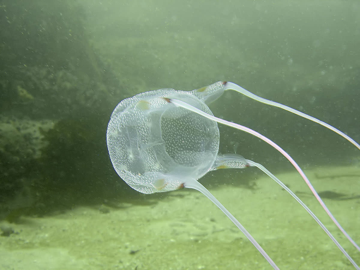 Deadly box jellyfish stings 2yearold boy, stops his heart for 2