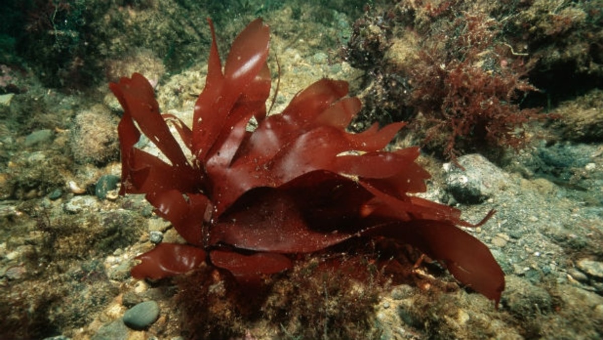 Seaweed That Tastes Like Bacon Is the Next True Superfood Men's Journal