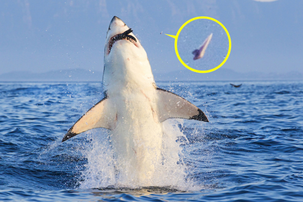 Rare picture of a Great White Shark Tooth midair during attack - Men's  Journal