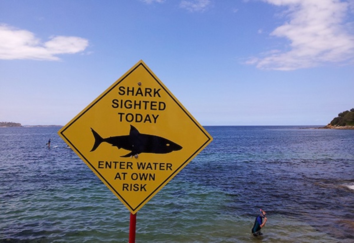Reunion Island bans surfing, plans massive shark kill Men's Journal