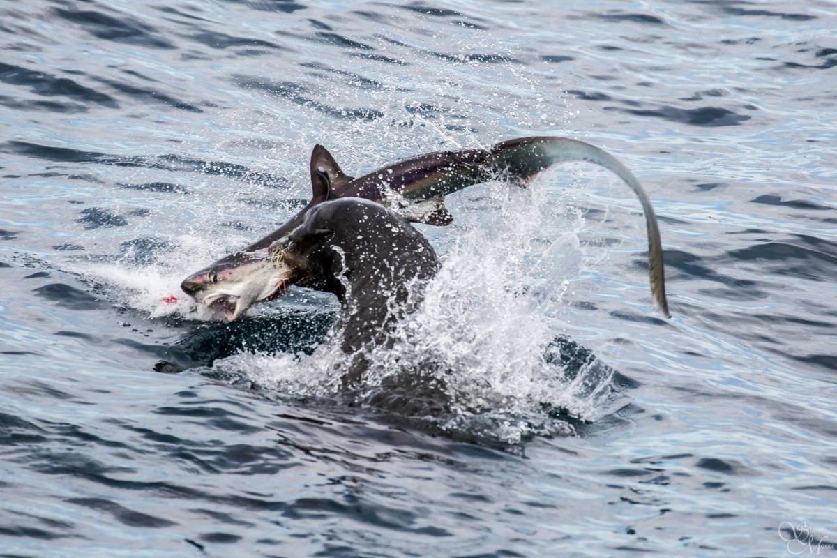 Sea lions launch frenzied attack on thresher sharks; 'I've never seen