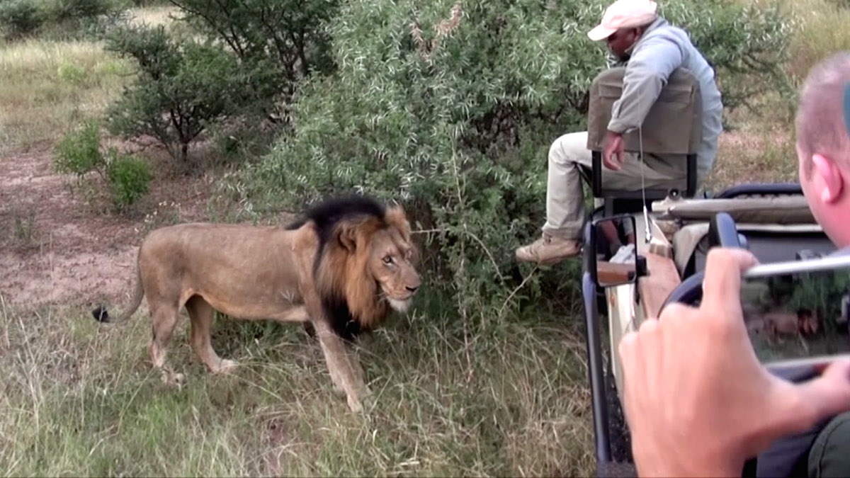 Guía de safari tiene encuentro cercano con león africano - Men's Journal