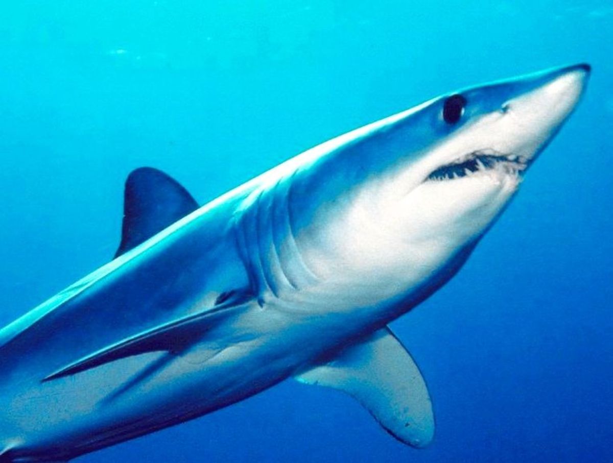 Swimmer loses leg in rare shark attack in Egypt Men's Journal