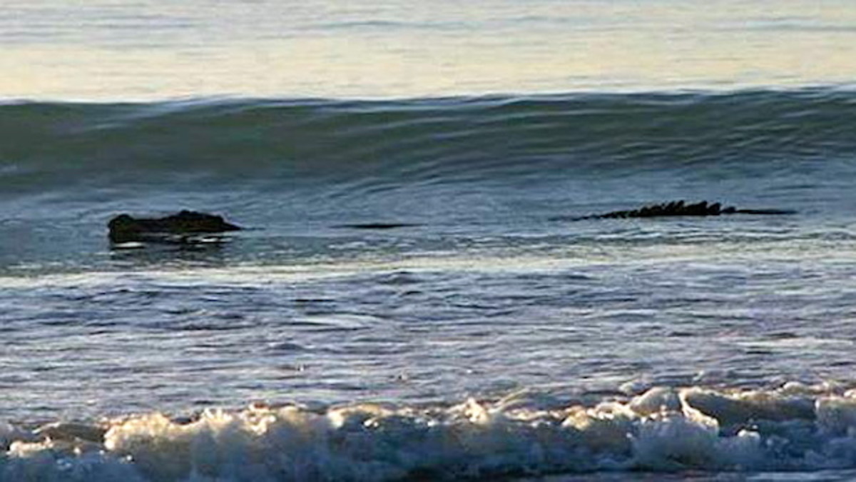 Giant crocodile takes to surf, prompting beach closure in Australia