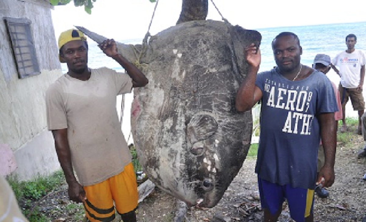 Catch of 900-pound sunfish creates stir in Jamaica - Men's Journal