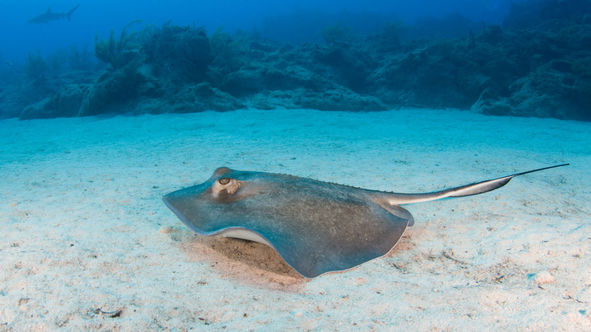 How to Prevent (and Treat) Stingray Stings Men's Journal