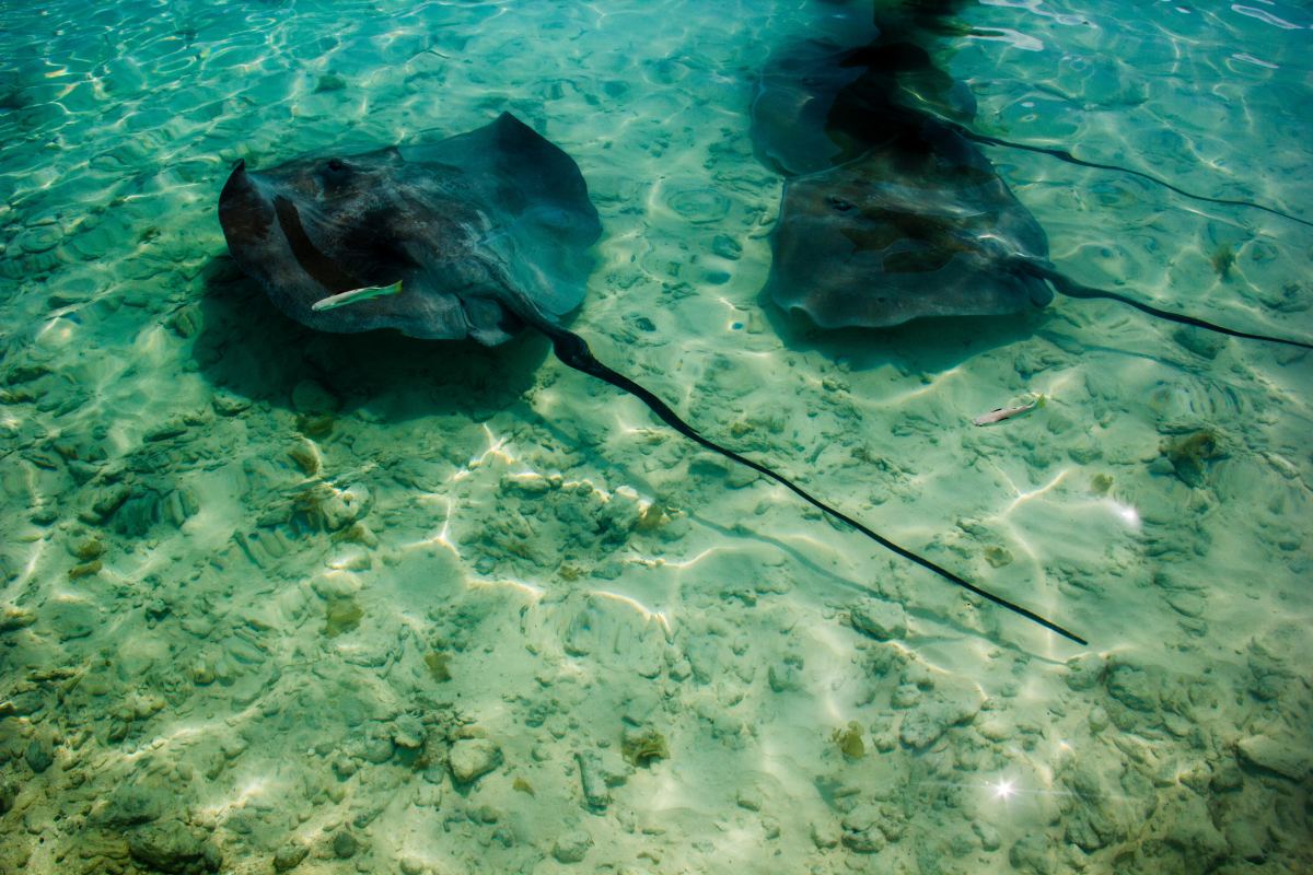How to Prevent (and Treat) Stingray Stings Men's Journal