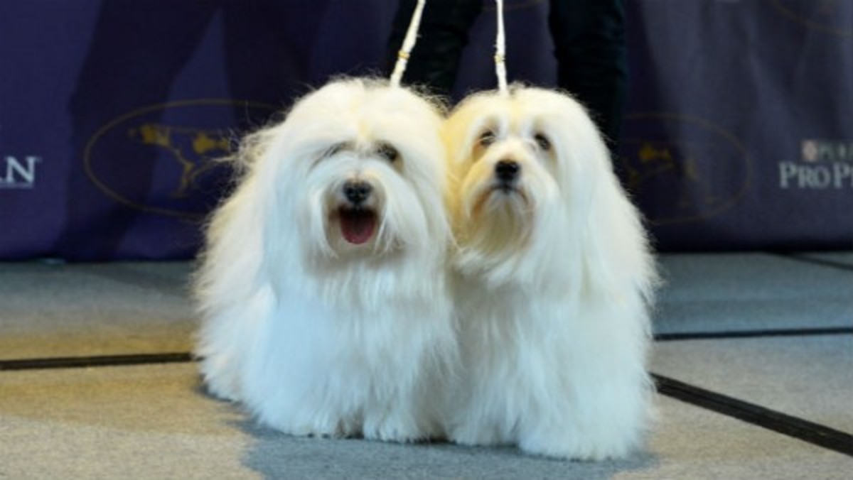 New Westminster Breeds Wirehaired Vizsla and Coton de Tulear Men's