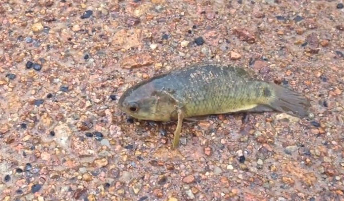 Climbing perch, fish that can crawl, threaten mainland Australia