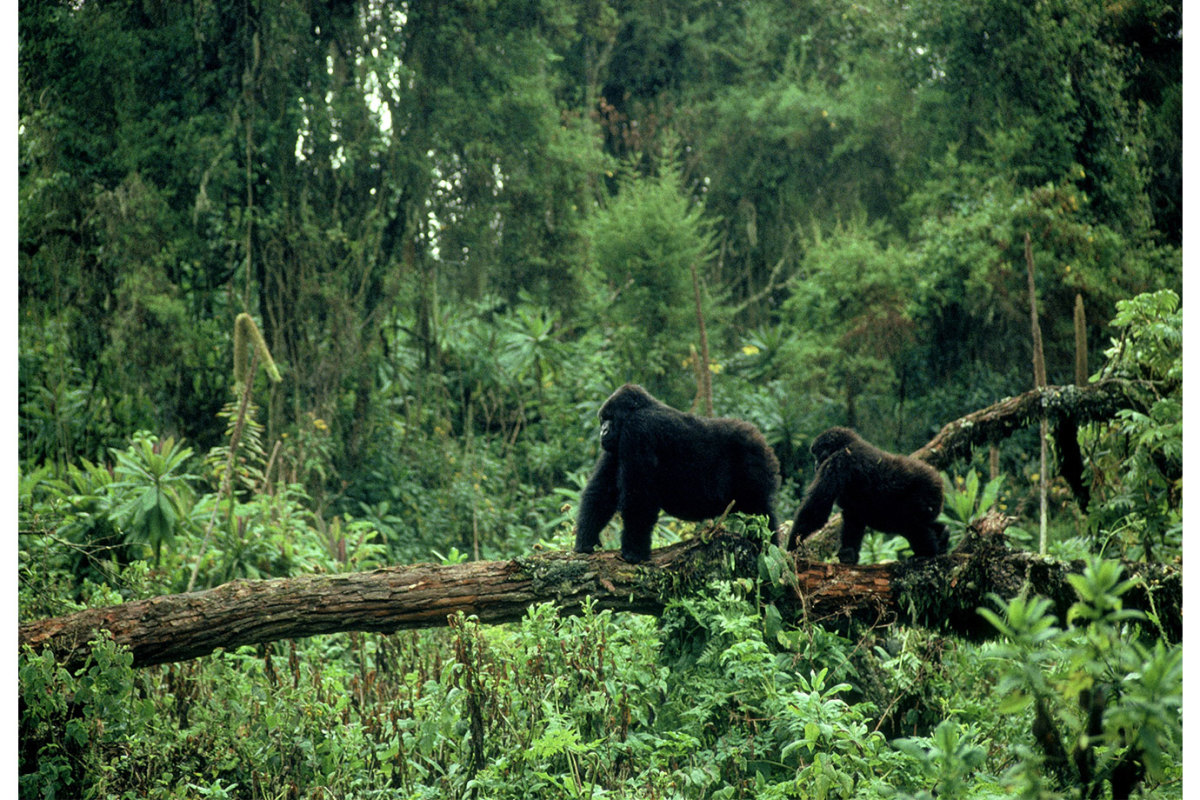 How Rwandas Mountain Gorillas Are Helping Heal a Fractured Nation image