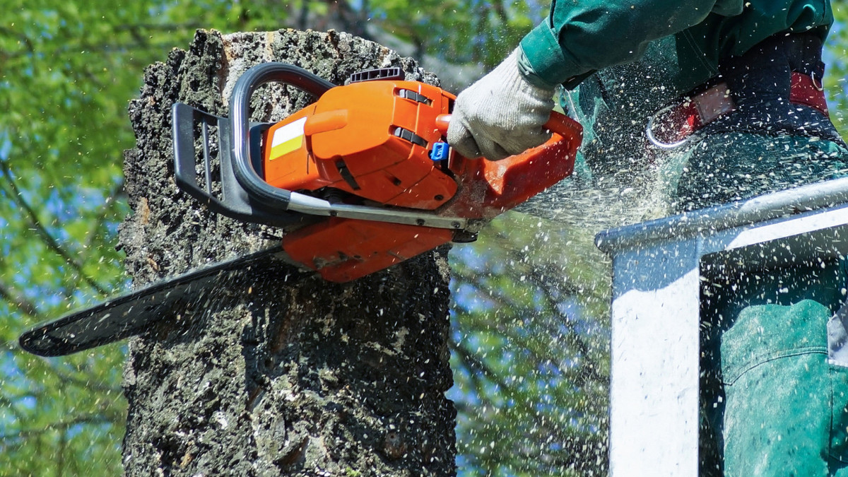 Best chainsaw for firewood