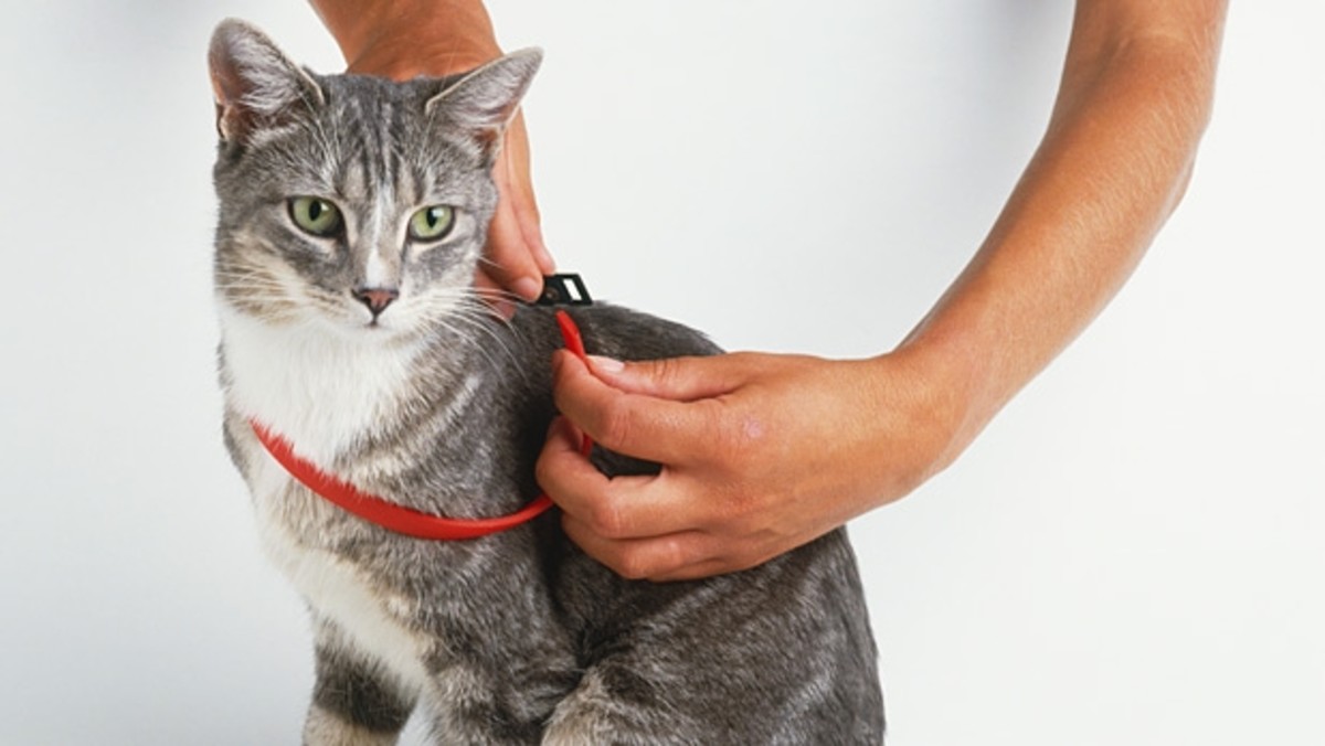 Flea Collars May Be Killing Your Pet Men's Journal