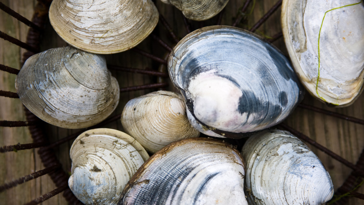 How to Steam Quahog Clams Perfectly Men's Journal