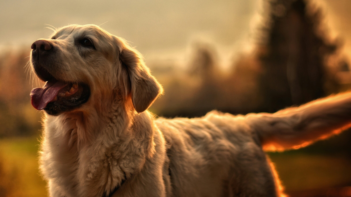 How to Keep Your Dog Safe From Ticks This Season Men's Journal