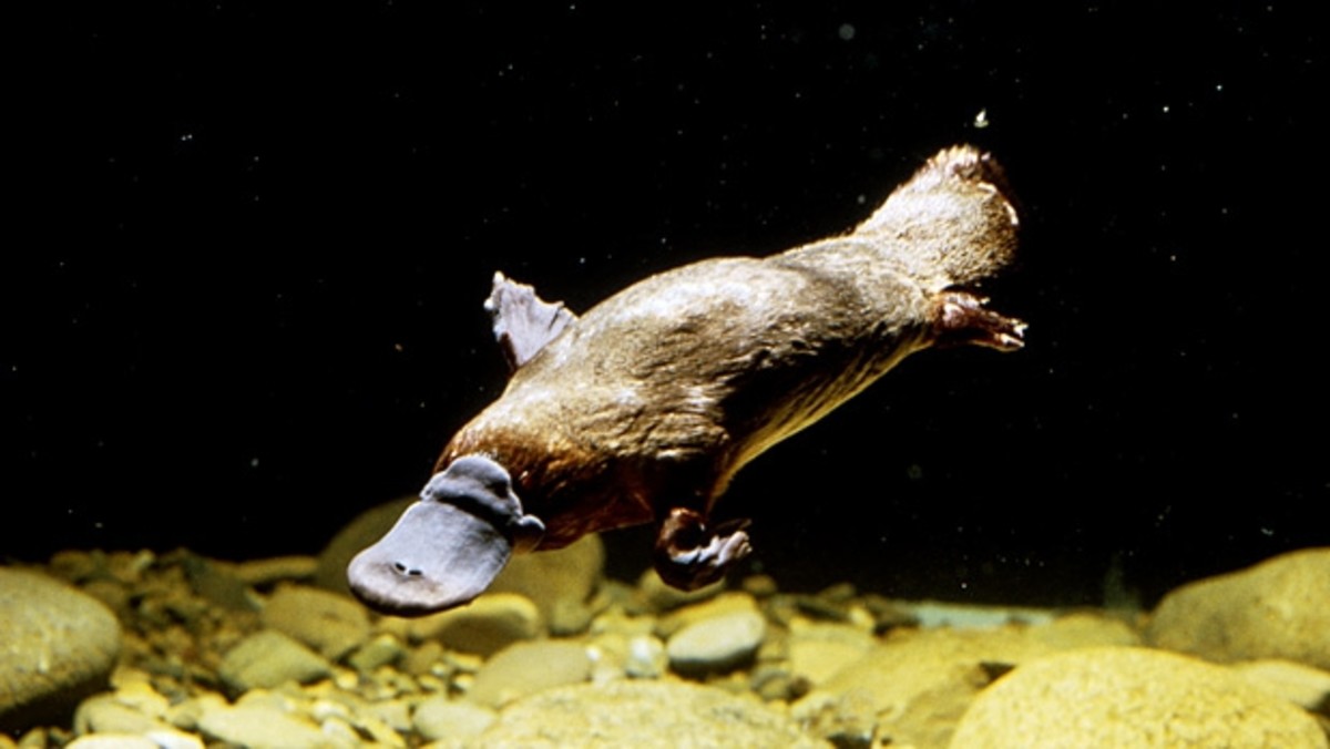 Platypus on sale tommy hilfiger