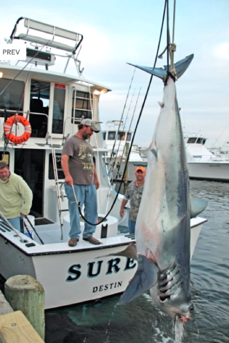 Giant mako shark hooked in Florida shallows - Men's Journal