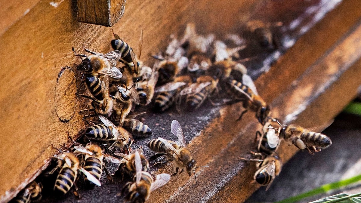 The World's Almond Milk Craze Is Killing Bees at a Staggering Rate