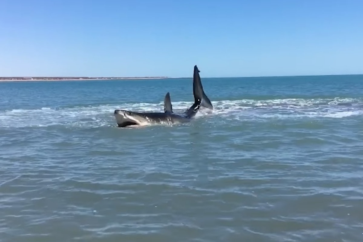 Great White Shark Beached Outer Banks 2024 Casey Cynthea