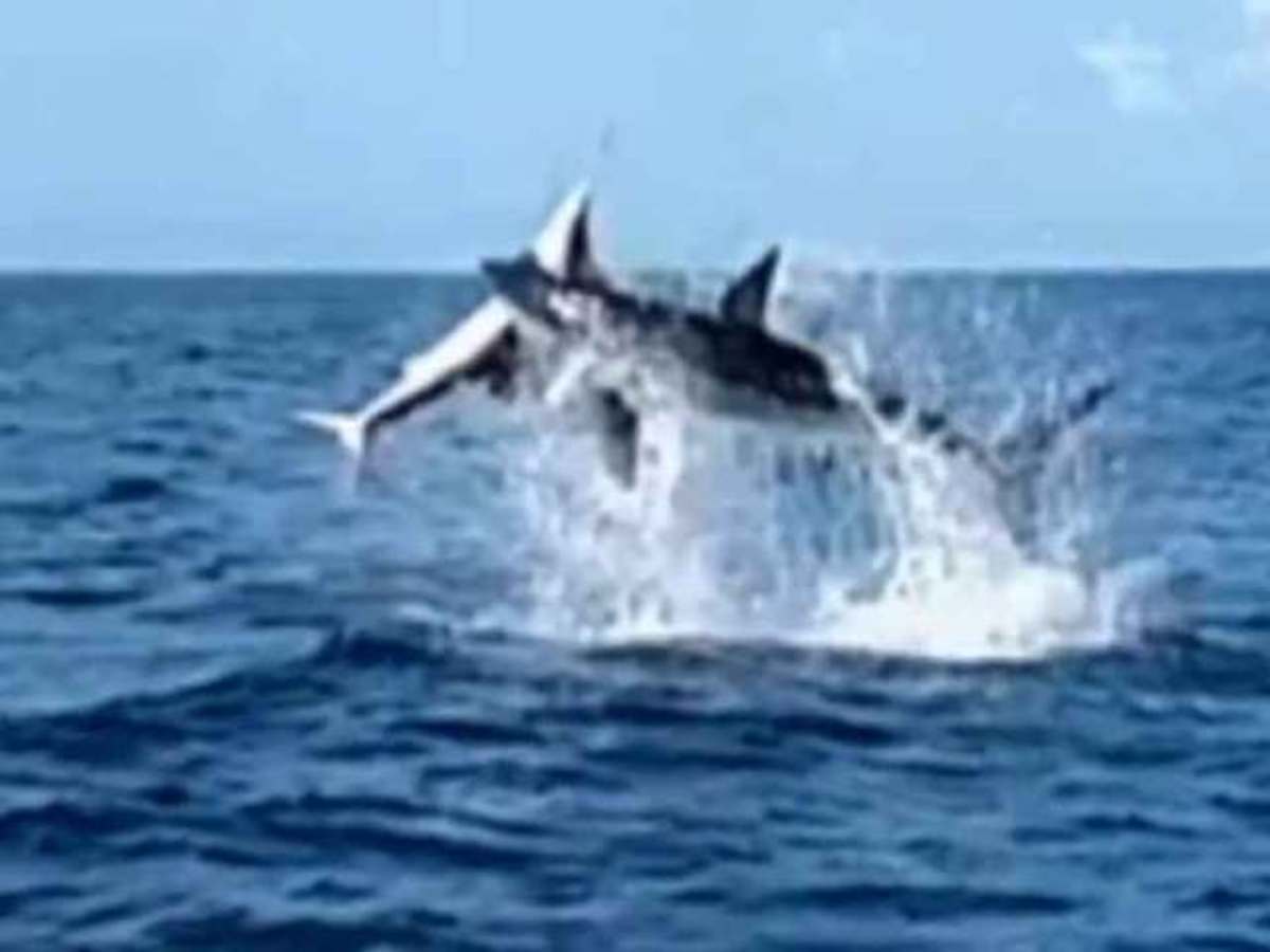 500pound mako shark leaps out of water with sailfish in its mouth