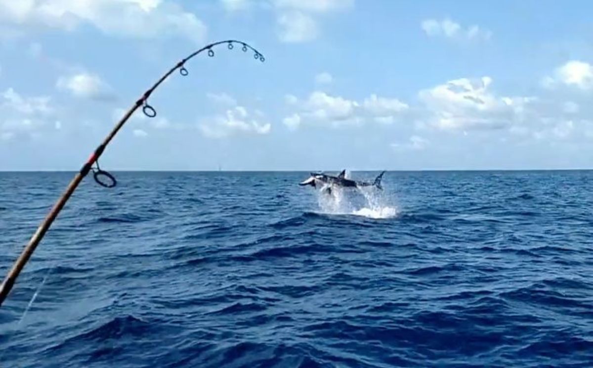 500pound mako shark leaps out of water with sailfish in its mouth