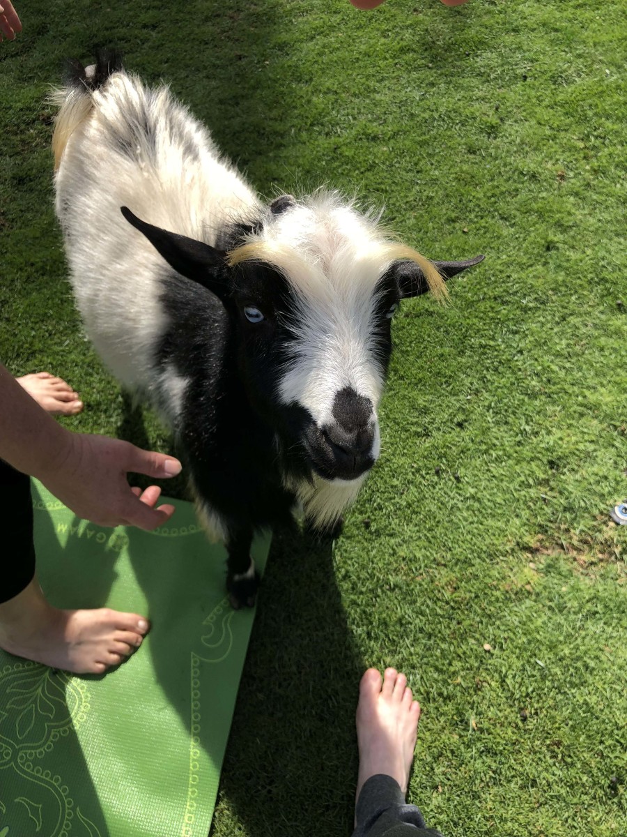 What to Know Before You Go to Your First Goat Yoga Class - Men's Journal