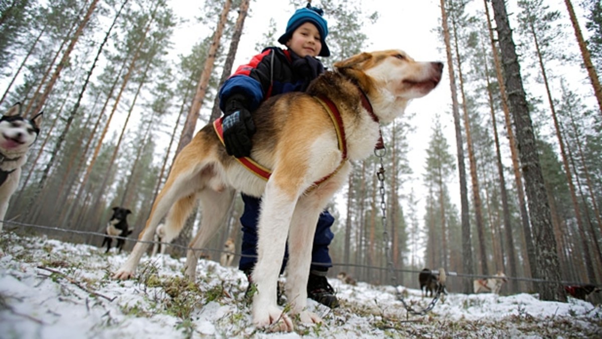 Finland S Karelia For Husky Hiking And Wolverine Watching Men S Journal