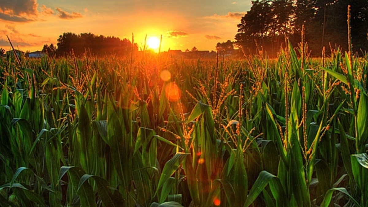 Should We Grow and Eat Genetically Biology Diagrams