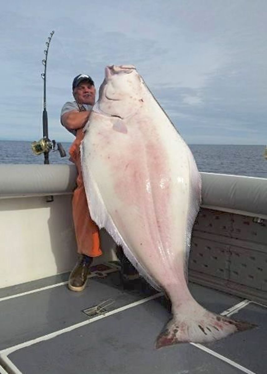 Fisherman opts to keep massive, 231-pound halibut - Men's Journal