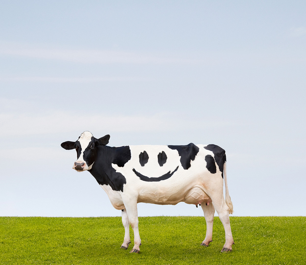 Happy Animals Make for Tastier Meat—or at Least We Like to Think They Do - Men's Journal Happy Animals Make for Tastier Meat—or at Least We Like to Think They Do - Men's Journal
