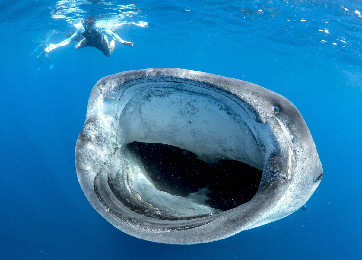 Whale shark about to eat diver, or so it appears - Men's Journal