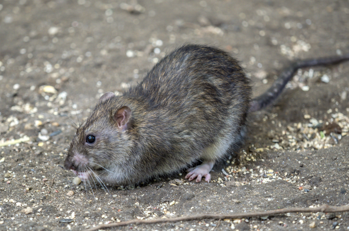 New York City has "Uptown" Rats and "Downtown" Rats Men's Journal