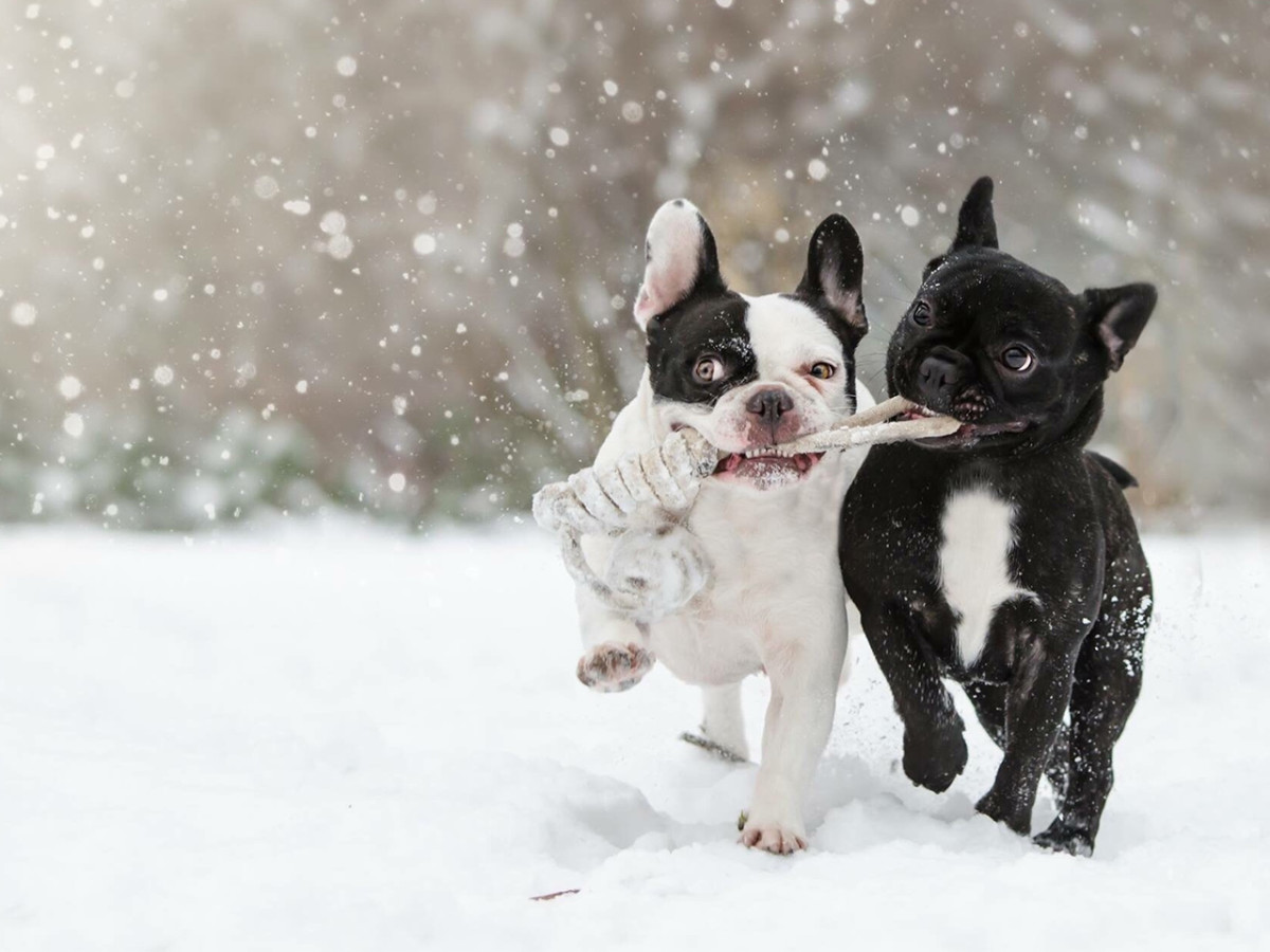 7 Winter Safety Tips for Dogs to Keep Your Dog Safe, According to a ...