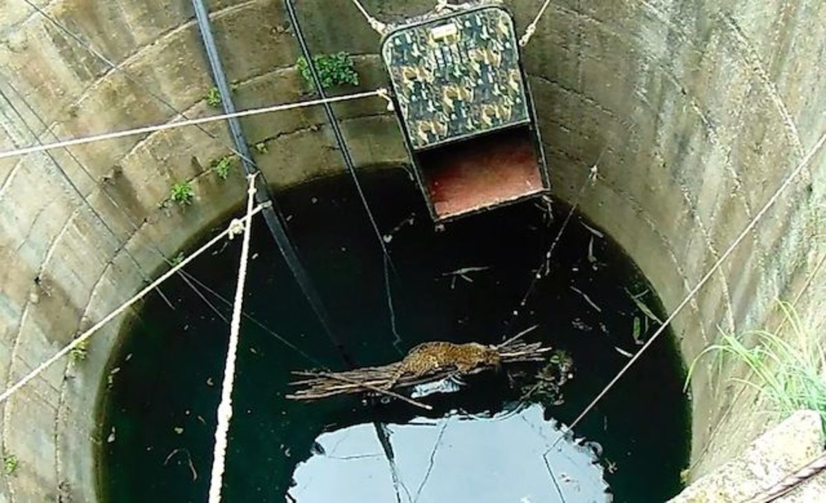 Drowning leopard trapped in 60foot well took the only way out