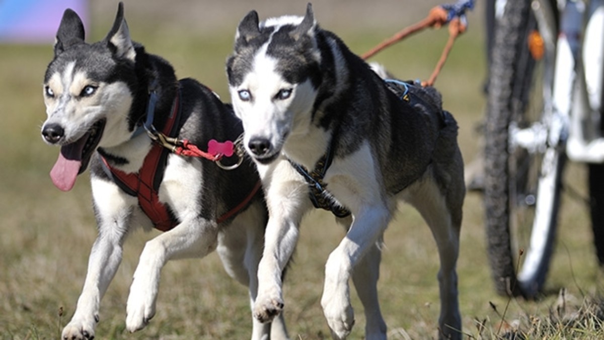 The Best Workouts to Do With Your Dog Men's Journal