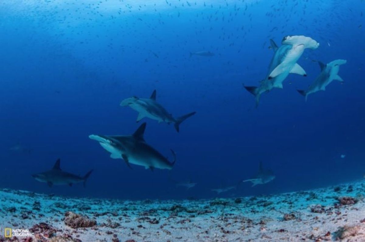 Home to world’s largest concentration of sharks is revealed; 55 sharks
