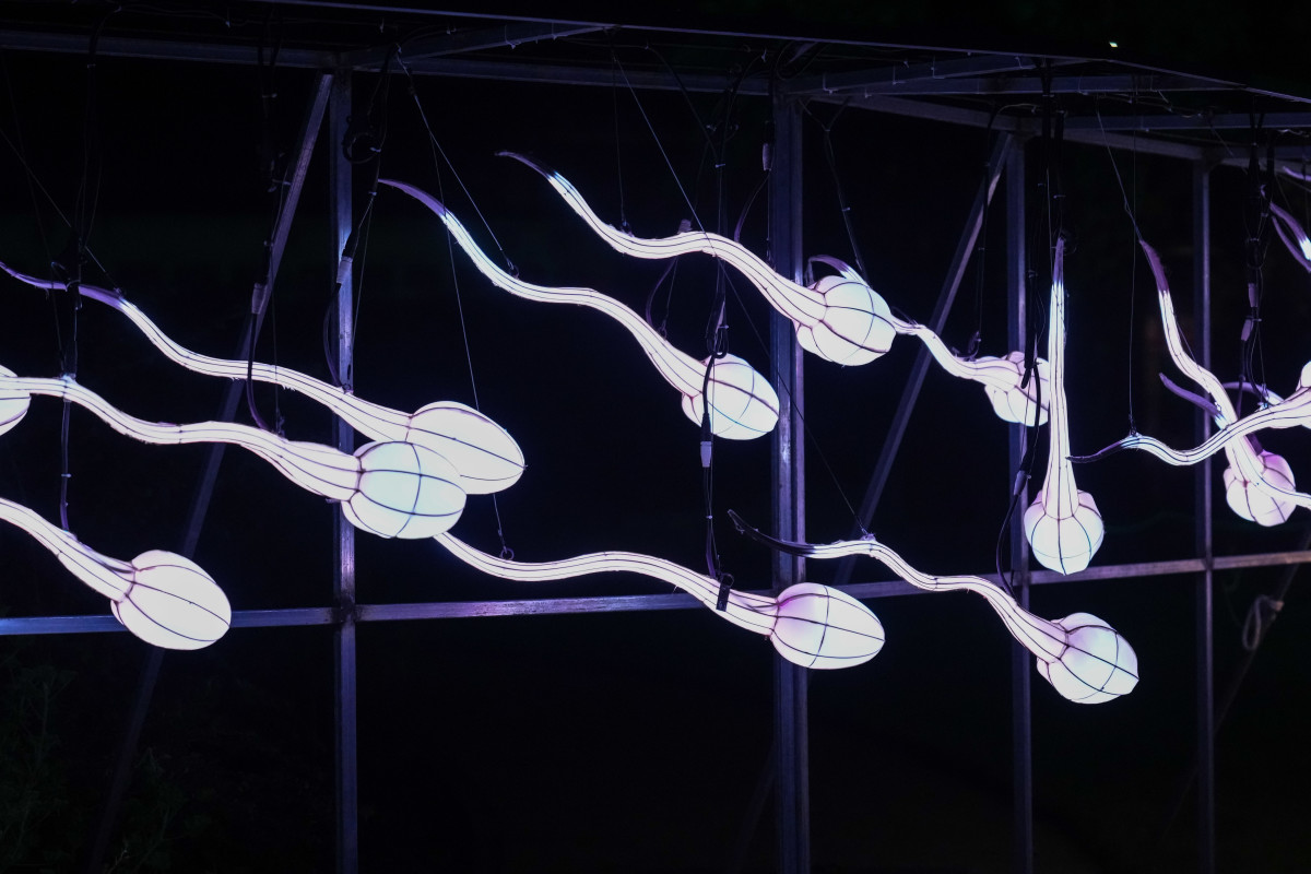 PARIS, FRANCE - NOVEMBER 11: A luminous lantern depicting sperm is displayed during the "Mini-Mondes En Voie D'Illumination - Mini Worlds On The Way To Illumination” exhibition at Jardin des Plantes on November 11, 2022 in Paris, France. For the fourth time in its history, the National Museum of Natural History offers a nocturnal walk in the light of monumental light structures. This route presents more than a hundred luminous structures, the fruit of the research and reconstruction work of the Museum's paleontologists, representing the astonishing species. This exhibition will take place from November 14, 2022 to January 15, 2023. (Photo by Edward Berthelot/Getty Images)