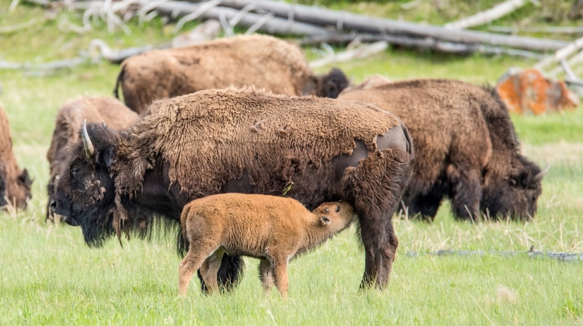 Yellowstone Visitor Who Picked Up Baby Bison Pleads Guilty Men's Journal