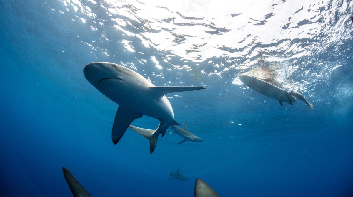 Shark Lab Study Reveals How Closely Sharks Swim To Humans