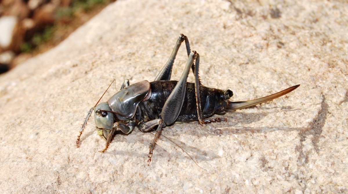 Mormon Cricket Infestation Terrorizes Nevada Residents Men's Journal