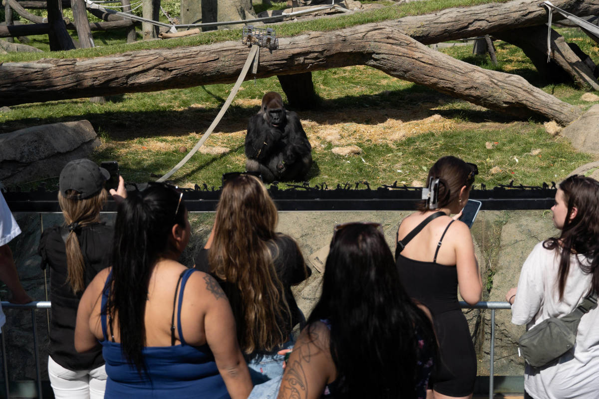 Toronto Zoo Asks Visitors to Stop Showing Gorillas Cell Phone Videos