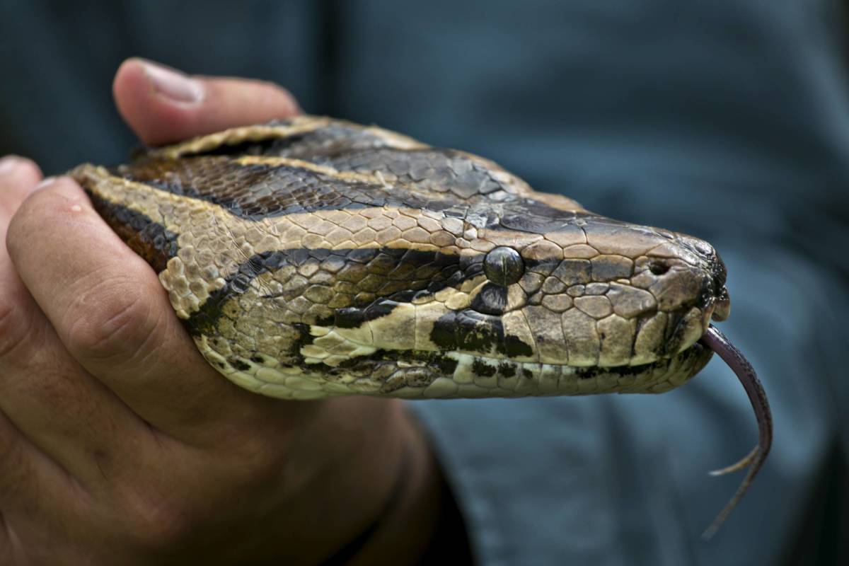 Python Hunters Capture the Largest Snake in Florida History Men's Journal