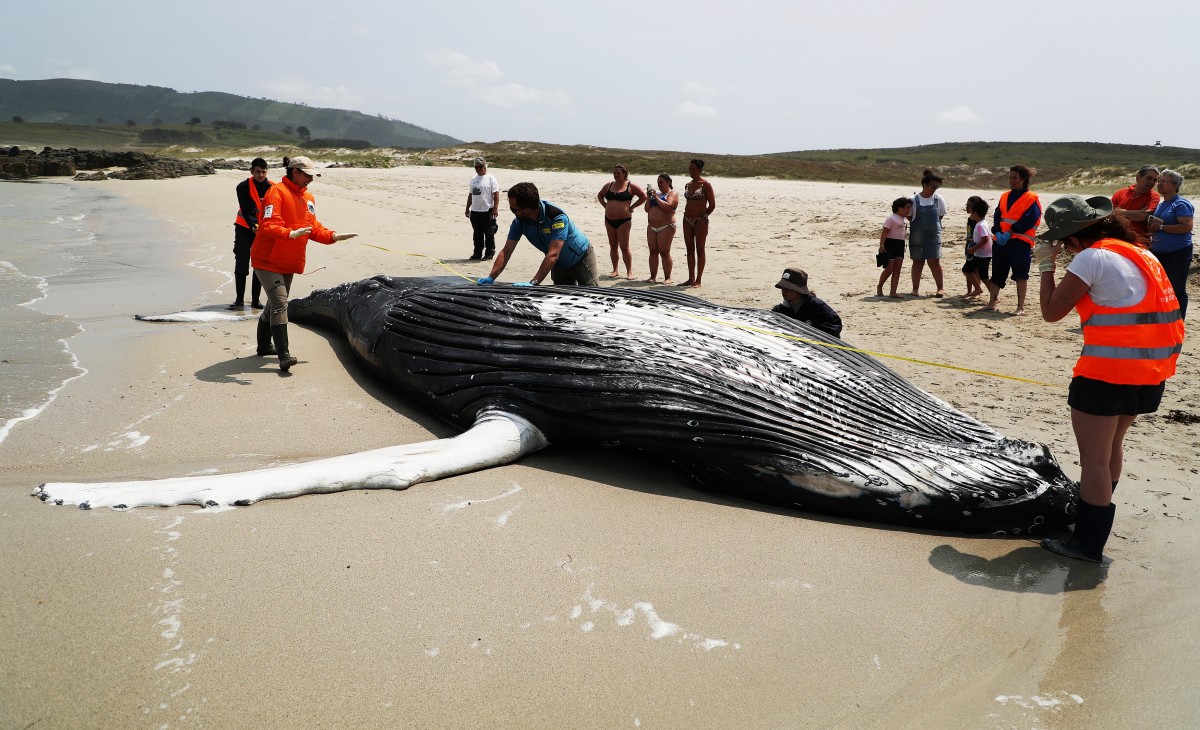 Mass pilot whale stranding on Isle of Lewis is 'biggest one ever in  Scotland' with 55 dead