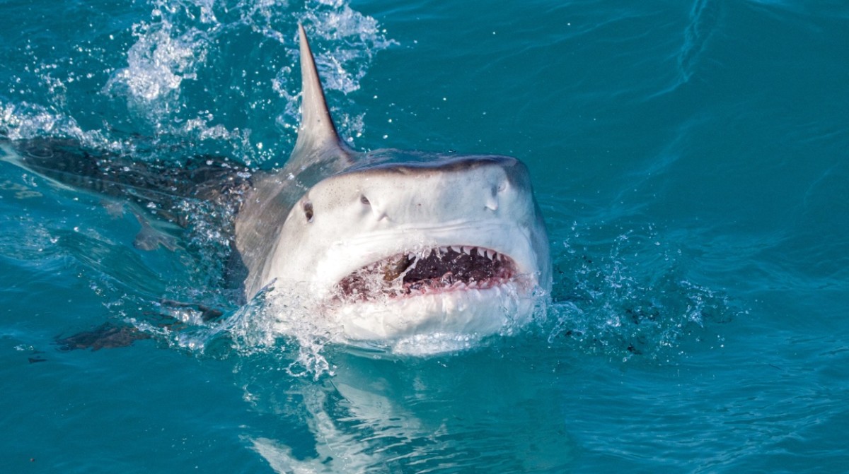 Shark Caught in Deep Sea Fishing Rodeo Sets Alabama Record - Men's