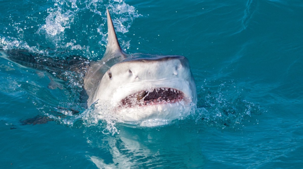 Shark Caught in Deep Sea Fishing Rodeo Sets Alabama Record Men's Journal