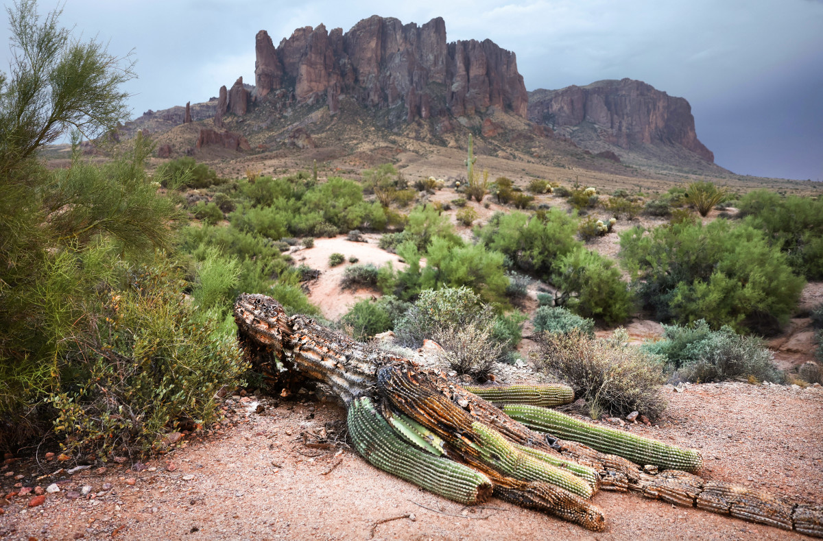 Arizona's Saguaro Cactuses Are Dying in State's Prolonged Heat Wave