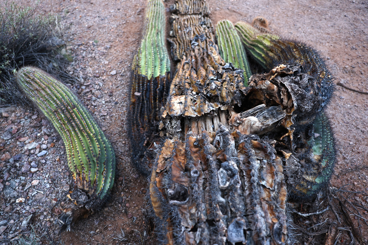 Arizona's Saguaro Cactuses Are Dying in State's Prolonged Heat Wave
