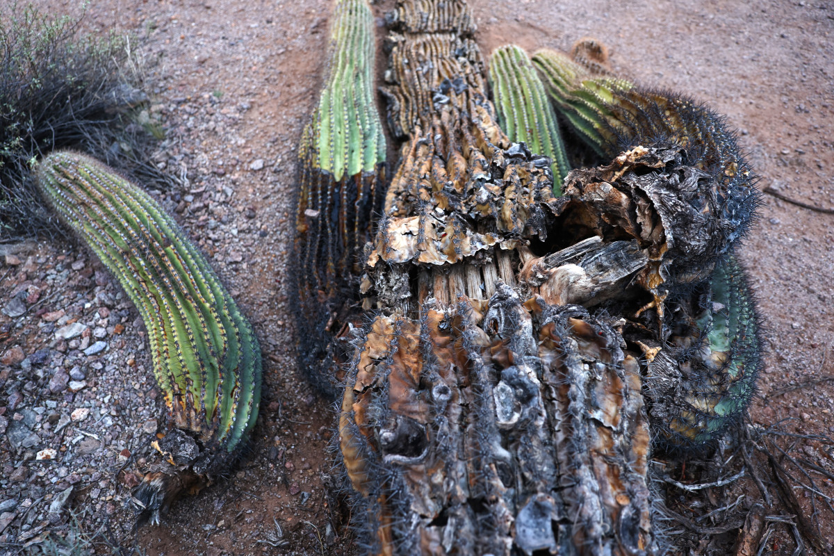 Arizona's Saguaro Cactuses Are Dying in State's Prolonged Heat Wave ...