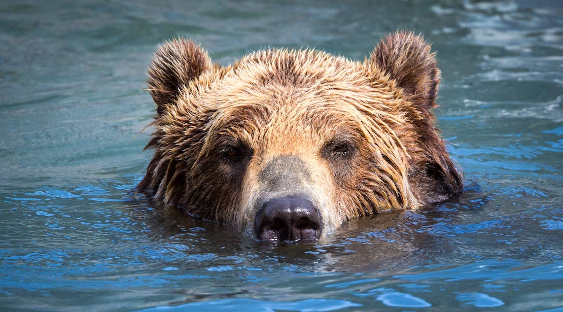Alaskan Brown Bear Fights and Kills Moose in Alaska - Men's Journal