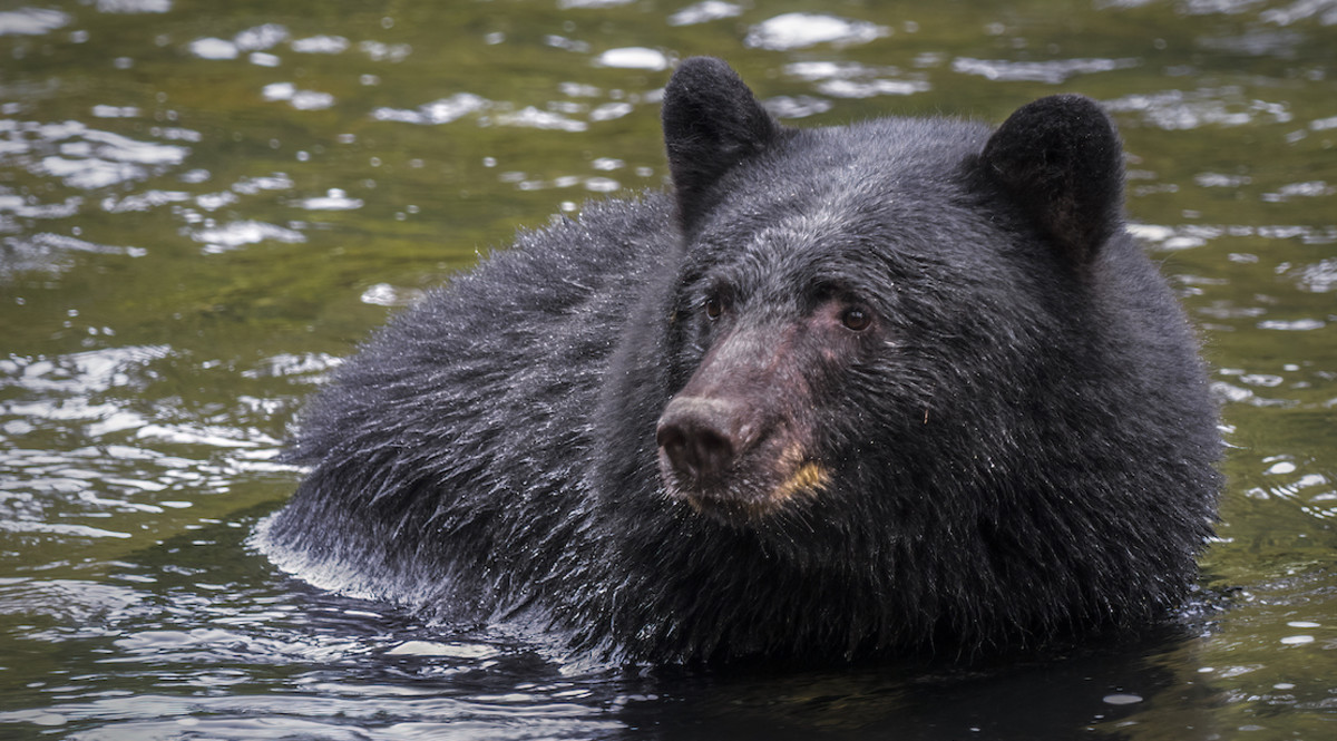 Black Bear Invades Burbank Pool During Heat Wave Men's Journal